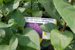 Lilac (Syringa) 'Franks Fancy' 